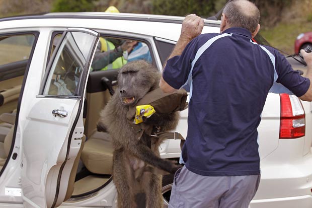 Hendrik Raven se assusta após babuíno saltar em sua direção após roubar comida. (Foto: Schalk van Zuydam/AP)