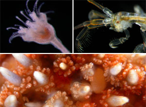 USP lança site com mais de 11 mil imagens de seres marinhos (Álvaro Migotto)