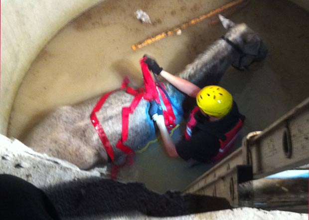Cavalo foi resgatado na quarta-feira depois de cair em poço. (Foto: Houston SPCA/AP)