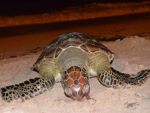 Tartaruga é encontrada morta em praia de João Pessoa  (Foto: Walter Paparazzo/G1)