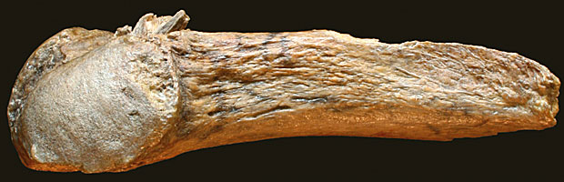 Costela de mastodonte de 13.800 com um pedaço de osso, usado como arma, fincado. (Foto: Texas A&amp;M University)