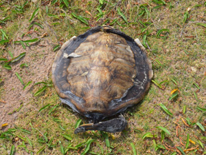 Tartaruga morta em Cabedelo (Foto: Walter Paparazzo/G1)