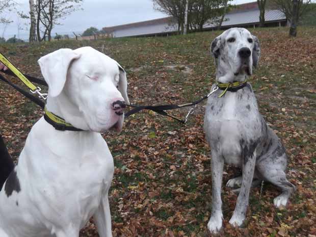 Lily (à esq.) e seu guia Maddison (Foto: Dogs Trust)