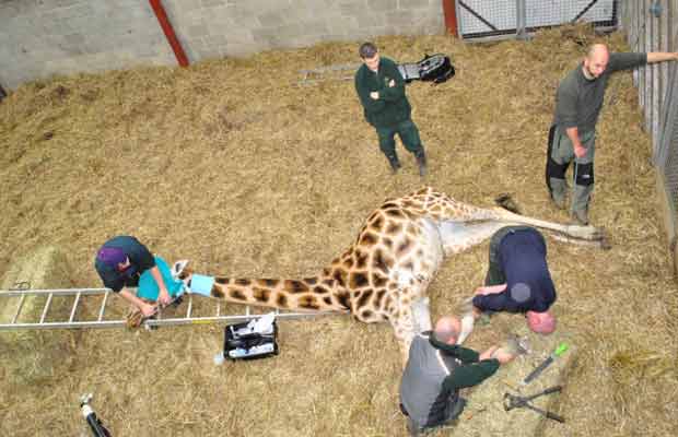 Girafa recebe tratamento de 'pedicure' na Escócia (Foto: BBC)