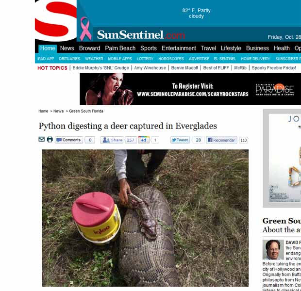 Imagem feita pelas autoridades e publicada na imprensa local mostra a cobra que engoliu o veado (Foto: Reprodução)