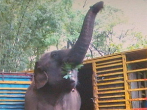 Elefanta chegou ao zoo no início do mês (Foto: Reprodução/EPTV)