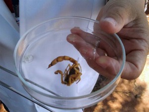 Menina foi picada por escorpião de espécie Tityus Serrulatus, diz hospital. (Foto: Tatiane Queiroz/ G1 MS)