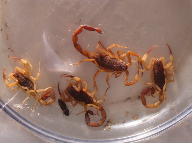 Escorpiões vivos que serão entregues pela autônoma ao CCZ de Campo Grande, MS (Foto: Felipe Bastos/G1 MS)