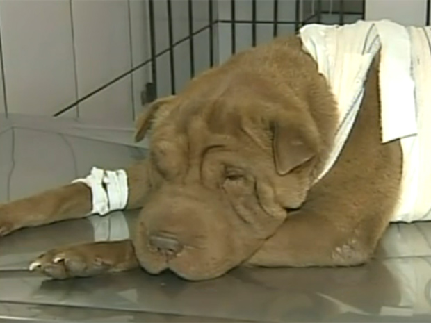 Cadela Maggie, da raça sharpei, se recupera em clínica veterinária (Foto: Reprodução/TV Tem)