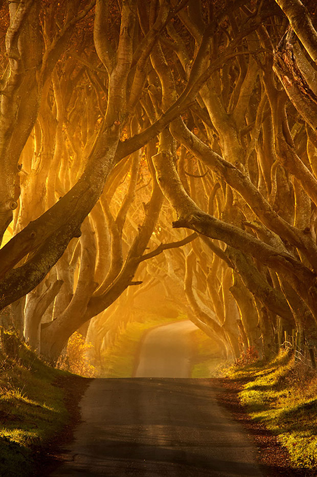 A imagem da floresta em Co Antrim, na Irlanda do Norte, recebeu uma menção honrosa (Foto:  Pawel Klarecki/Landscape Photographer of the Year )