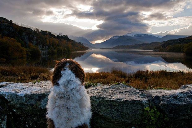 Cachorro observa a paisagem de Llyn Padarn, Snowdonia, País de Gales (Foto: Sean Kelly/Landscape Photographer of the Year )