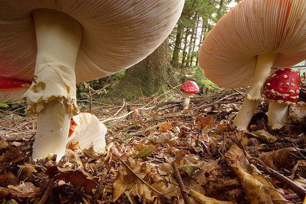 Cogumelos em Cumbria, na Inglaterra (Foto: Tom Nicholls/Landscape Photographer of the Year)