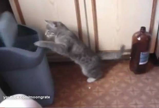 Gato treinou suas habilidades no 'boxe' em tampa de lixeira. (Foto: Reprodução/YouTube)