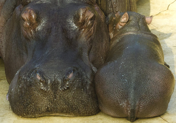 Filhote de hipopótamo e sua mãe Nicole. (Foto: AP)