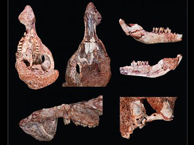 Ossos do crânio do mamífero mais antigo da América do Sul foram encontrados na Patagônia (Foto: Universidade de Louisville)