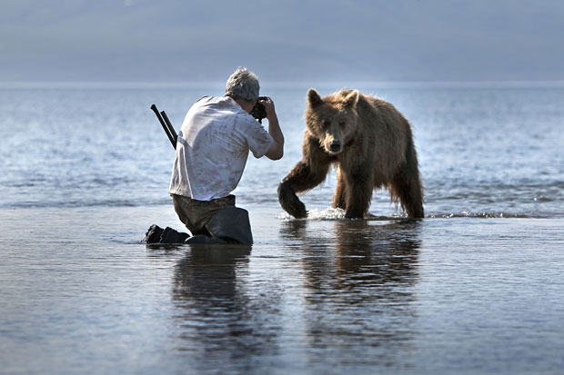 Gushchin não usa qualquer tipo de proteção para fotografar os ursos (Foto: Igor Gushchin/Caters)