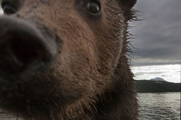Um dos animais chega a encostar na lente do fotógrafo (Foto: Igor Gushchin/Caters)
