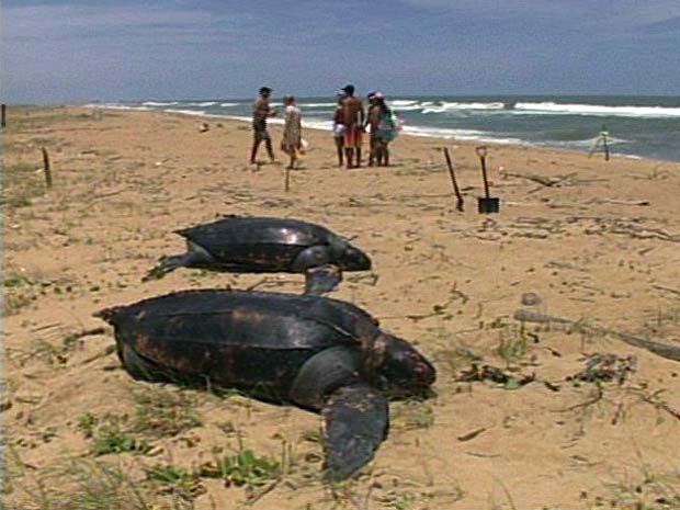 Tartarugas foram encontradas na praia de Regência, em Linhares. (Foto: Reprodução/TV Gazeta)