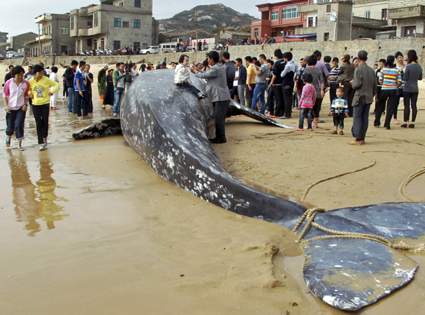 Moradores de cidade chinesa se aglomeram ao redor de corpo de baleia-cinzenta com 14 metros de comprimento, que apareceu morta no último sábado (Foto: Reuters/China Daily)
