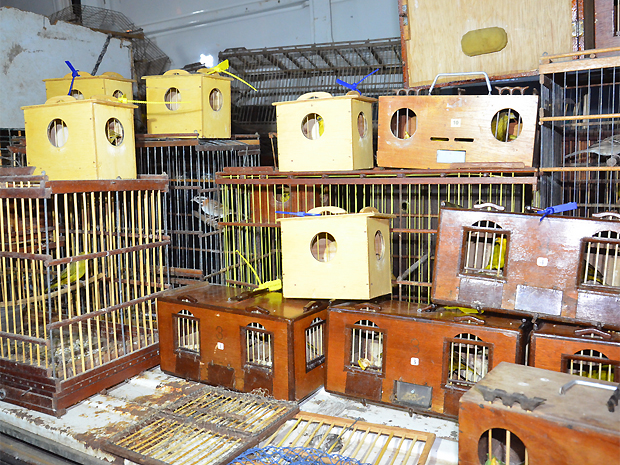 Ibama e PRF apreenderam 25 aves que seriam usadas em rinha (Foto: Walter Paparazzo/G1)