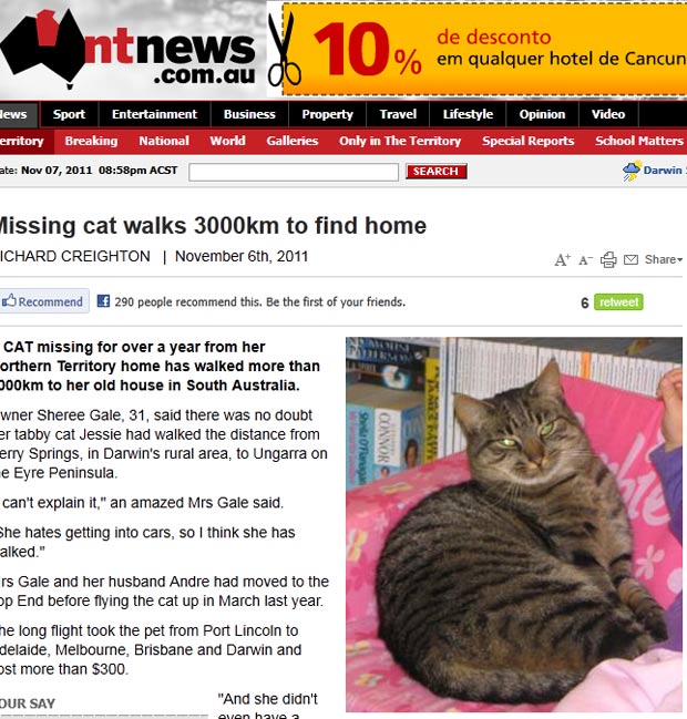Gata teria andado mais de 3 mil quilômetros para retornar para sua antiga casa. (Foto: Reprodução/NT News)
