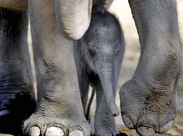 Nesta terça-feira (8), um filhote de elefante com dez dias de vida explora a área que vive com sua mãe, a fêmea Panang, no zoológico de Munique, na Alemanha (Foto: Matthias Schrader/AP)
