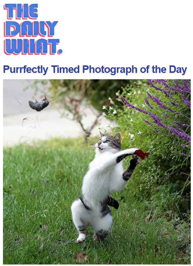 Gato é flagrado arremessando sua 'caça' no quintal de casa (Foto: Reprodução/The Daily What)
