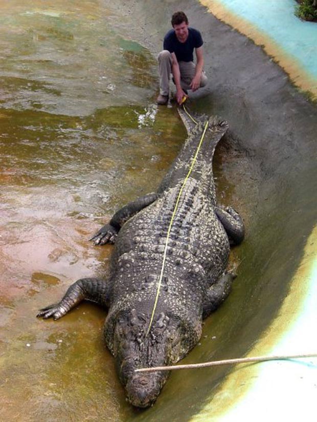 'Lolong' é o maior crocodilo do mundo mantido em cativeiro. (Foto: Richard Grande/AFP)