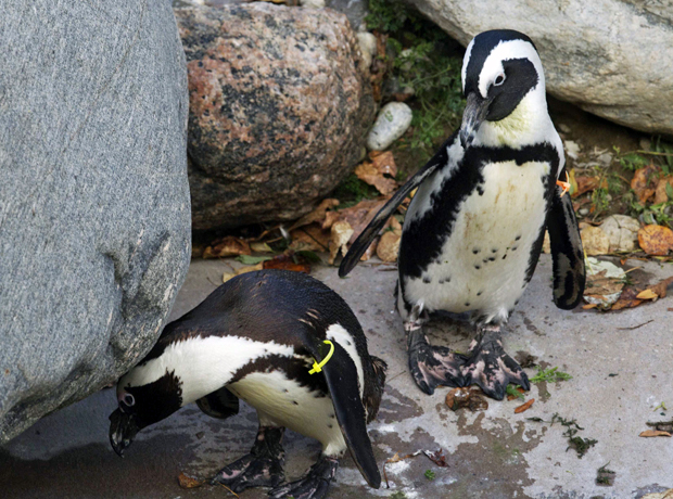 Pinguim-africano (Foto: Mark Mitchell/AP)