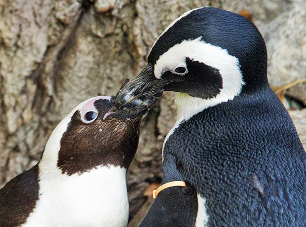 Pinguim-africano (Foto: Mark Blinch/Reuters)