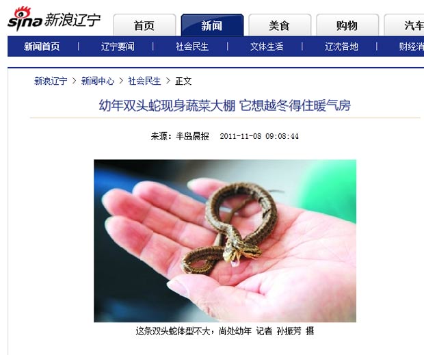 Cobra de duas cabeças foi capturada em uma estufa de vegetais em Dalian. (Foto: Reprodução)
