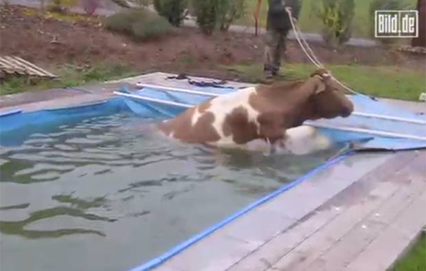 Vaca precisou ser resgatada após ficar presa dentro de uma piscina. (Foto: Reprodução/Bild)