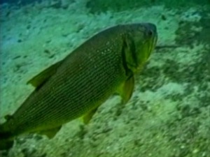 Especialista afirma que espécie de peixe Dourado está ameaçado (Foto: Reprodução/TV Morena)