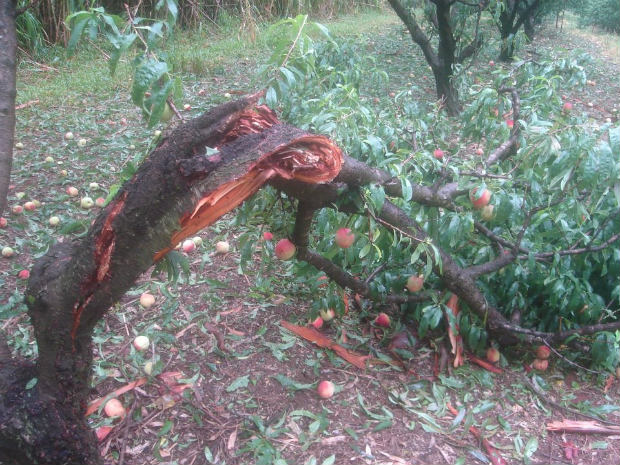 As chuvas no interior do Paraná, que começaram na tarde do último domingo (13), destruíram também uma plantação de pêssegos no município de Mauá da Serra, a cerca de 80 km de Londrina. (Foto: Lauro Yano)