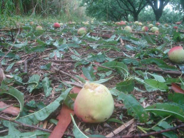 O agricultou Lauro Yano disse que 24 há de plantação da fruta foram destruídos, o que representa aproximadamente 200 t de prejuízo. A colheita estava prevista para começar nos próximos dias. (Foto: Lauro Yano)