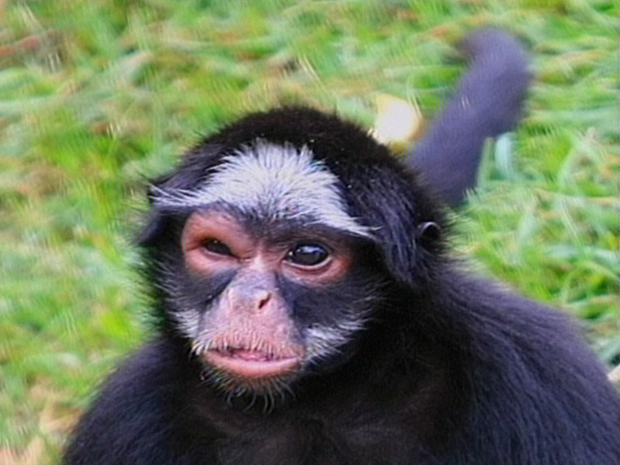 Macaco-aranha chegou a ficar com o olho inchado após briga em zoológico de Sorocaba. (Foto: Reprodução/TV Tem)
