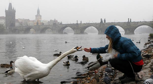 Uma ave foi fotografada com o pescoço totalmente esticado para ganhar comida no bico. A cena foi flagrada perto da ponte medieval Charles em Praga, capital da República Tcheca.  (Foto: Petr Josek/Reuters)