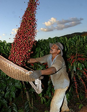 ES bate recorde de produção de café, diz secretaria de agricultura (Foto: Divulgação/Seag)