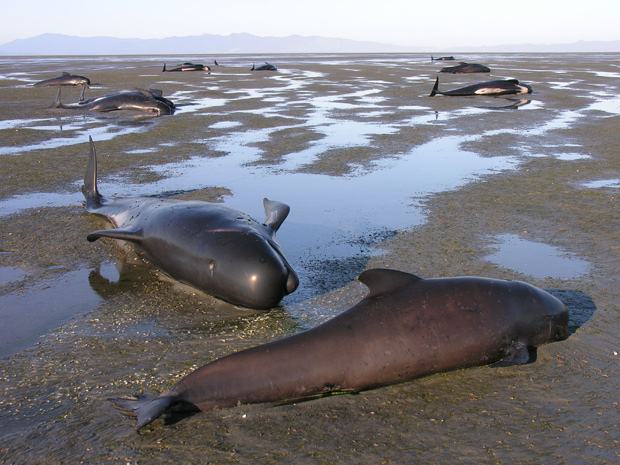 Grupo de baleias-piloto morrem encalhadas no extremo norte da ilha sul da Nova Zelândia. (Foto: Simon Walls / Departamento de Conservação da Nova Zelândia / AP Photo)