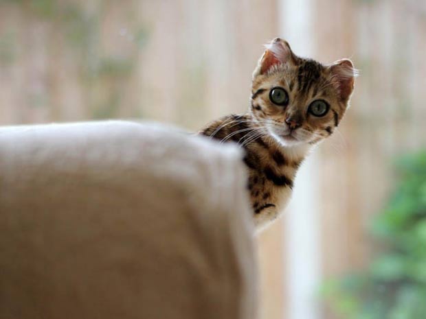 Lily é uma travessa gatinha de sete meses. Com esta foto, Amelia Robinson concorre na categoria Personalidade.  (Foto: Amelia Robinson e RSPCA/BBC)