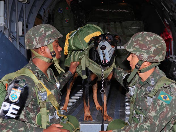 Cachorro Paraquedista 2 (Foto: Divulgação/FAB)
