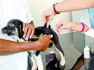Algumas cidades já começaram a imunizar cães e gatos (Foto: Rizemberg Felipe/Jornal da Paraíba)