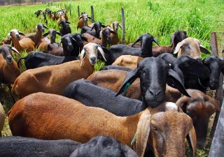 Produção de ovinos em Mato Grosso atende demanda interna (Foto: ANCO/MAPA)