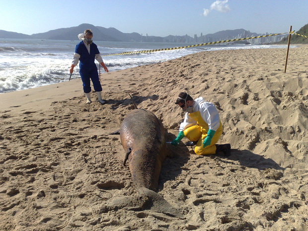 Boto que apareceu morto em praia de Balneário Camboriú. (Foto: Divulgação)