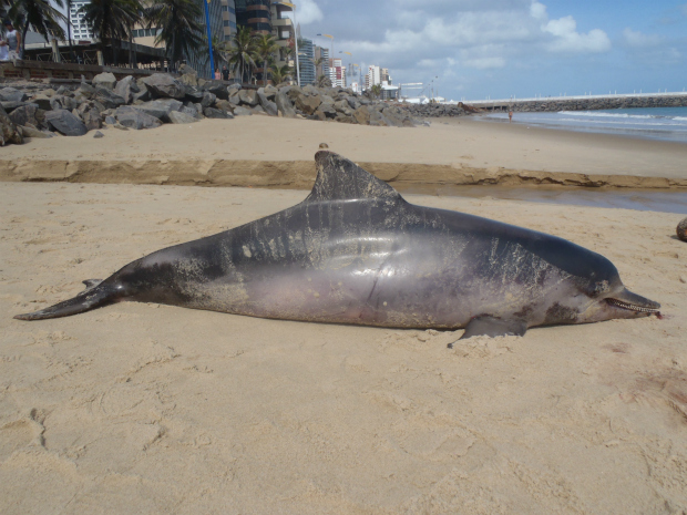 Boto-cinza morreu após ficar pres em rede de pesca (Foto: Aquasis / Divulgação)