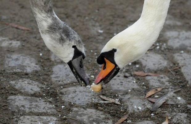 Cisnes foram flagrados brigando por pedaço de pão. (Foto: Michal Cizek/AFP)