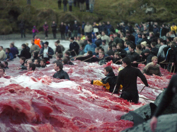 Habitantes das Ilhas Faroe promovem matança de baleias-piloto (Foto: Reuters/Andrija Ilic)