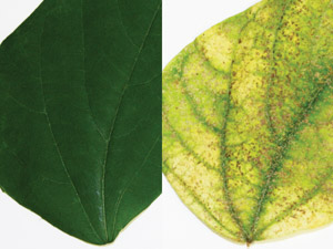 À esquerda, uma planta saudável; à direita, uma danificada pelo ácaro rajado (Foto: Richard Clark, University of Utah)