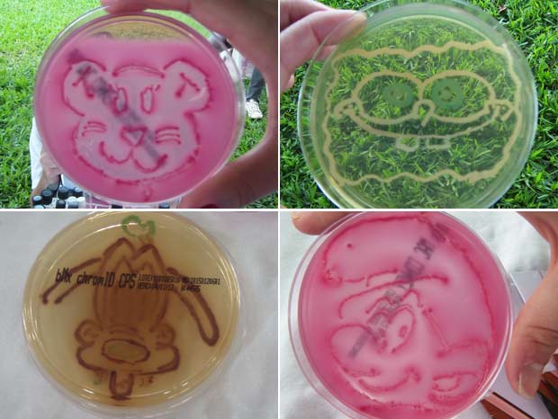 Placas de bactérias feitas por estudantes de biomedicina sob supervisão de professora. (Foto: Arquivo pessoal)