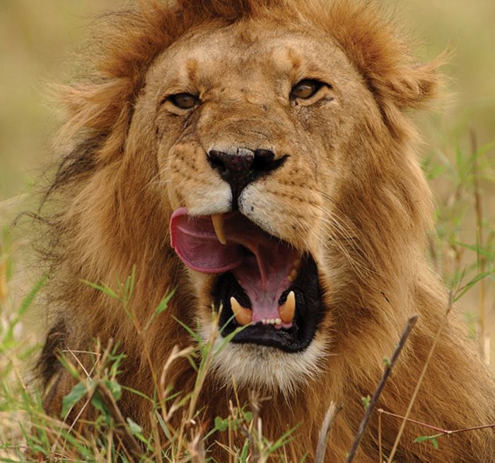 Aqui, Weiss - que também dirige a ONG conservacionista Wildize - capturou o bocejo de um leão em Maasai Mara, no Quênia (Foto: Eli Weiss/ Wildize Foundation/BBC)